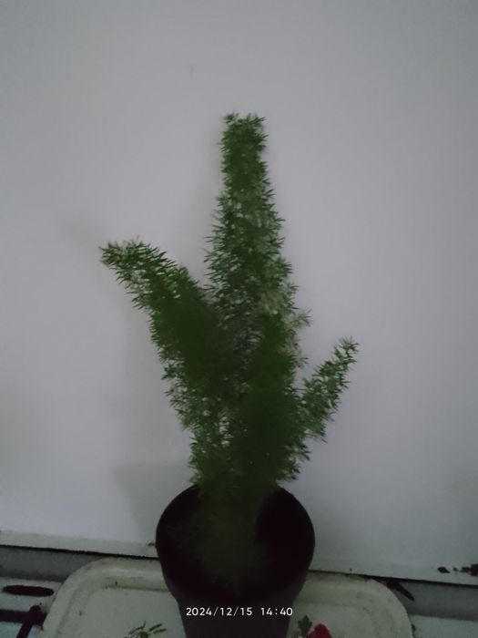 Тілландсія 3 вида, алоказія Поллі,,аспарагус Меєра,калістемон.