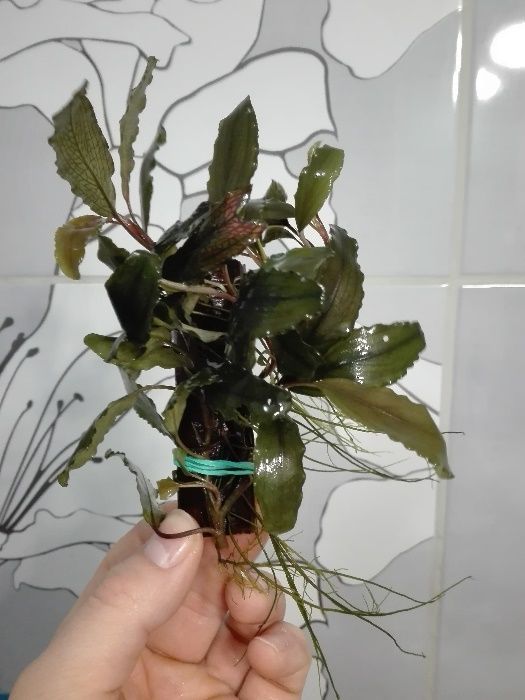 Bucephalandra bucek