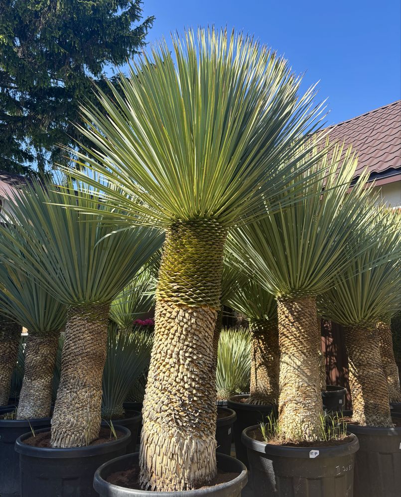 Piekna YUCCA ROSTRATA *różne wysokości*