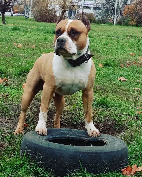 В'язка кобель Американський Стаффордширський Терьер