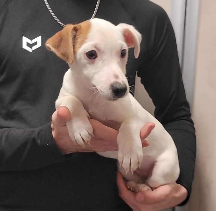 Jack Russell Terrier Szczeniak