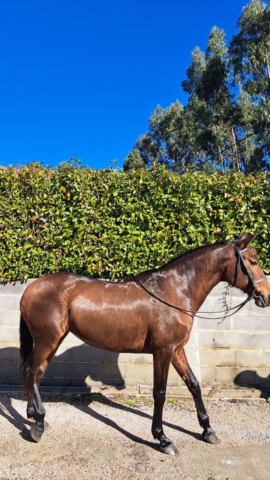 Égua PSL livro azul