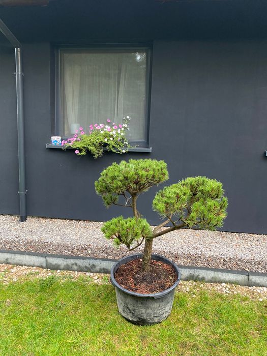 Bonsai Sosna górska kosodrzewina Bonsai Pinus Mugo