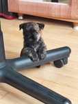 Sprzedam Cairn Terrier