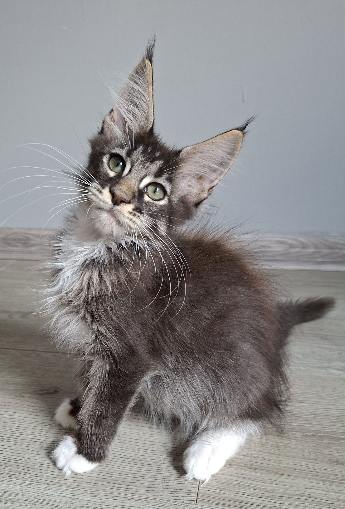 Juz do odbioru!! kocurek Maine Coon
