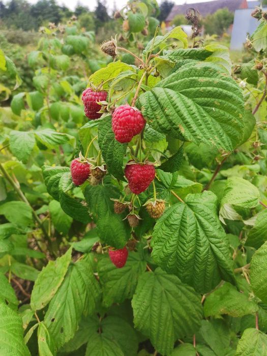 Sadzonki malin-jesiennej/letniej