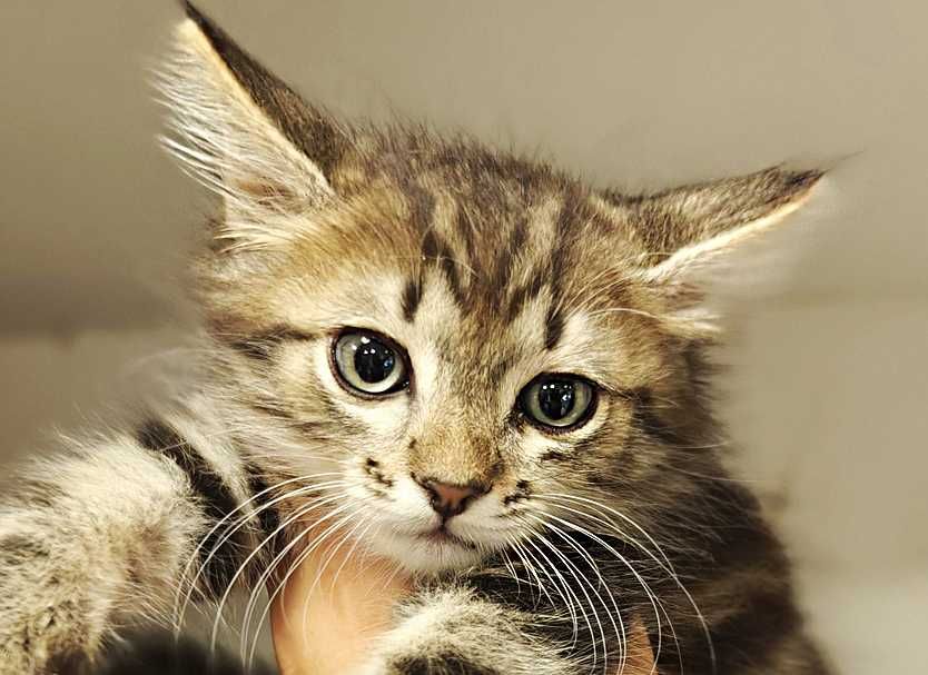 Ніжний кото-хлопчик Лялік (2 міс) шукає сім'ю! Кошеня, кіт, кішка