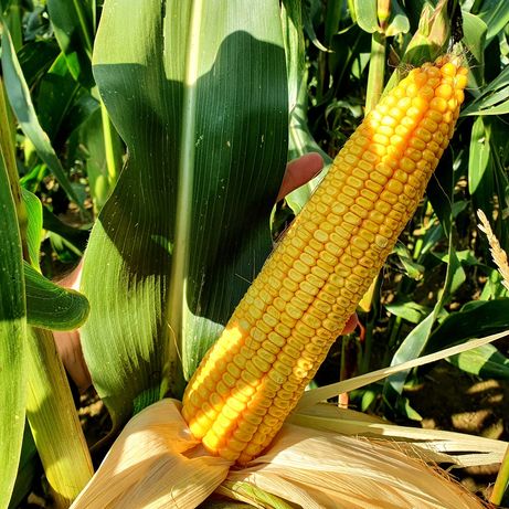 80 tyśCena na hektar odmiana na wysokojaściowe kiszonki kukurydza 3111