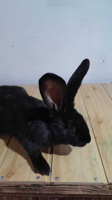 Німецький  строкатий