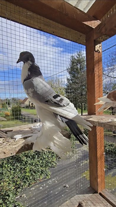 Garłacz Pomorski samica 25