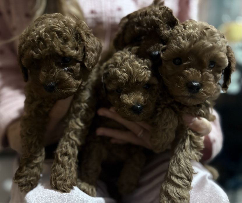 Той пудельки Китай