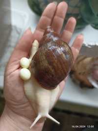 Ahatina Benin ślimak