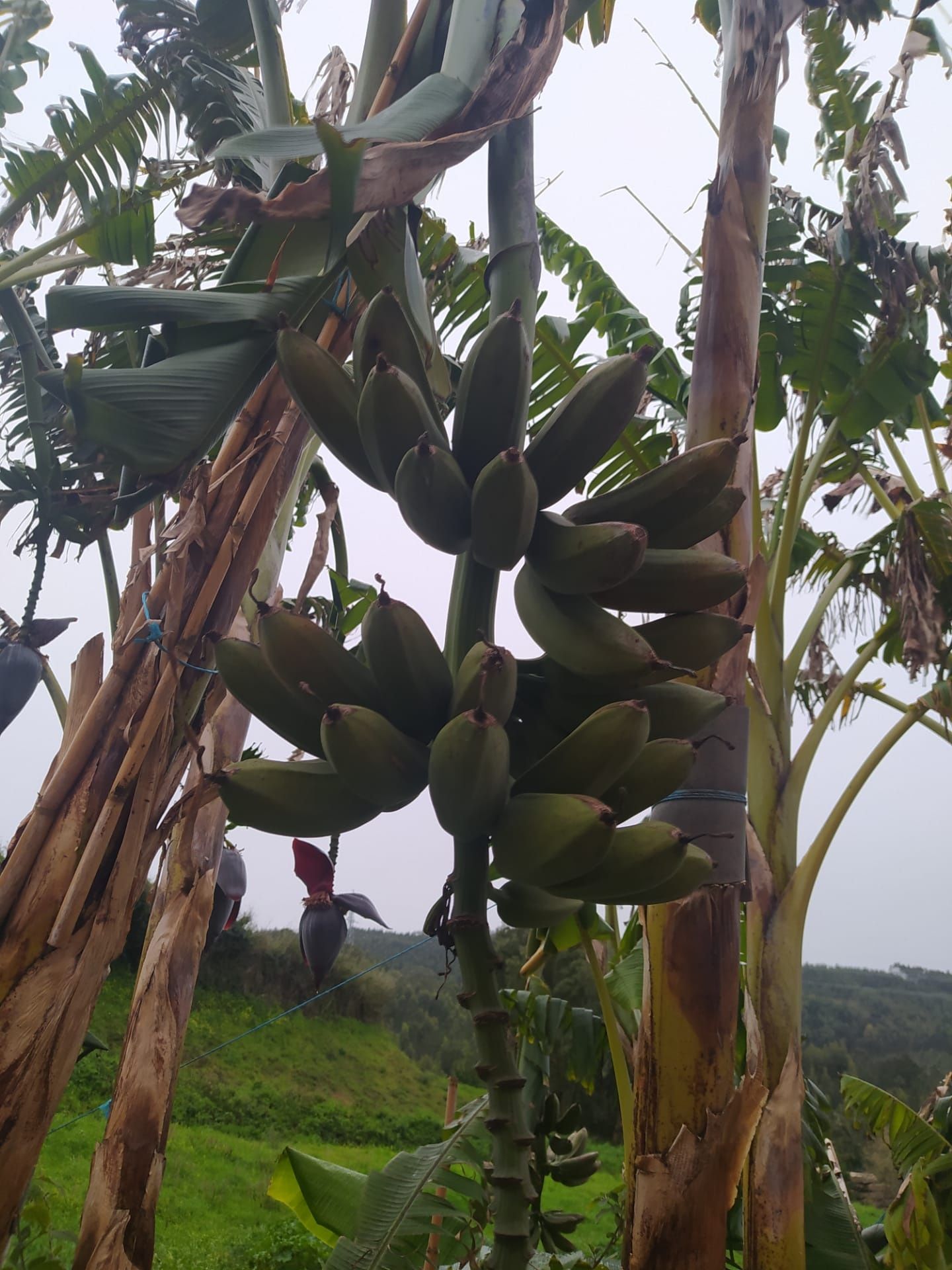 Bananeiras para venda