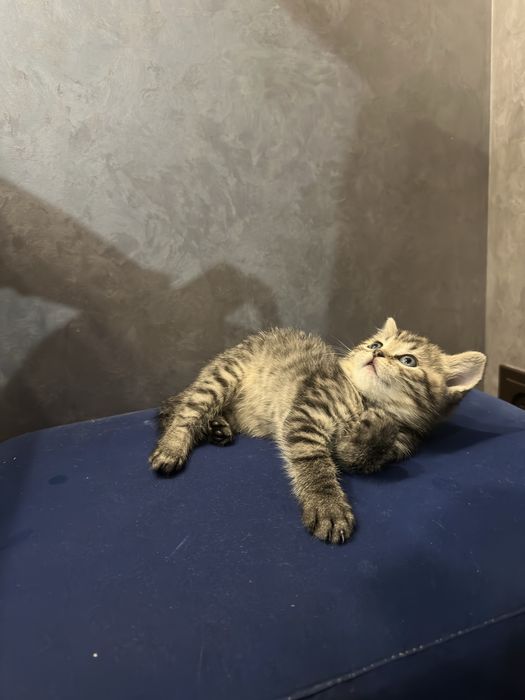 Кошеня дівчинка