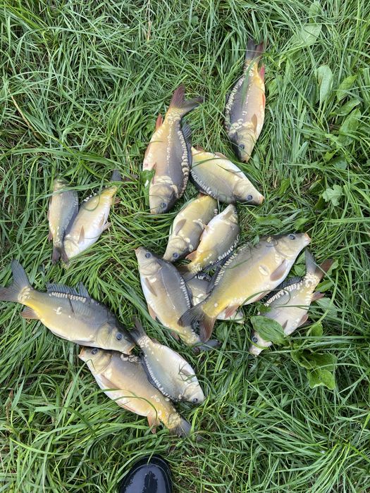 Karp amur lin kroczek listopad 2025