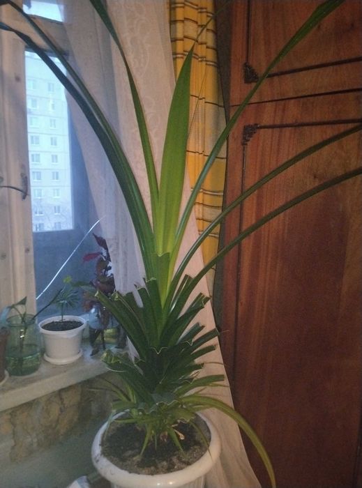 Глоксиния , фикус , колеус , каланхое и комнатные цветы