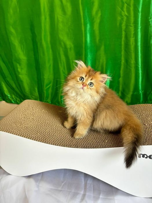 Хлопчик золота шиншила