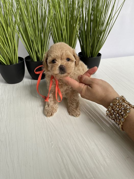 VIP Мальтипу F1  Дівчатка та хлопчик — краса з характером