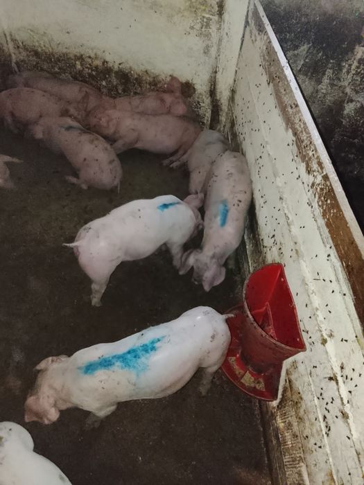 Поросята мясного напрямку