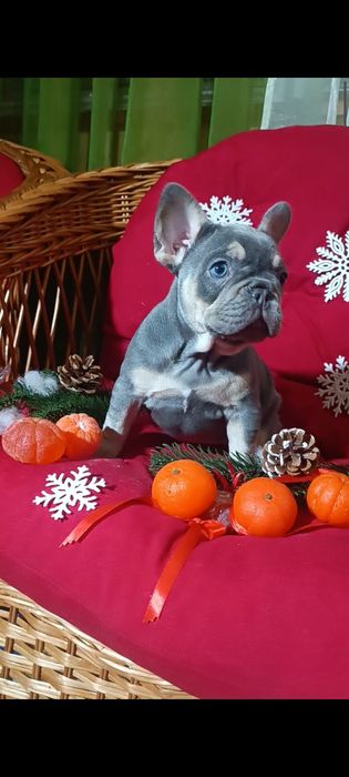 Лиловый подпал девочка