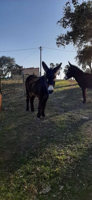 Vende-se burros e burras da raça BURRO DE MIRANDA