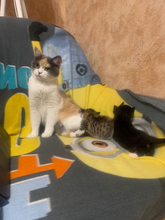 Кішка черепахового окрасу