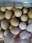Продам куриные домашние яйца