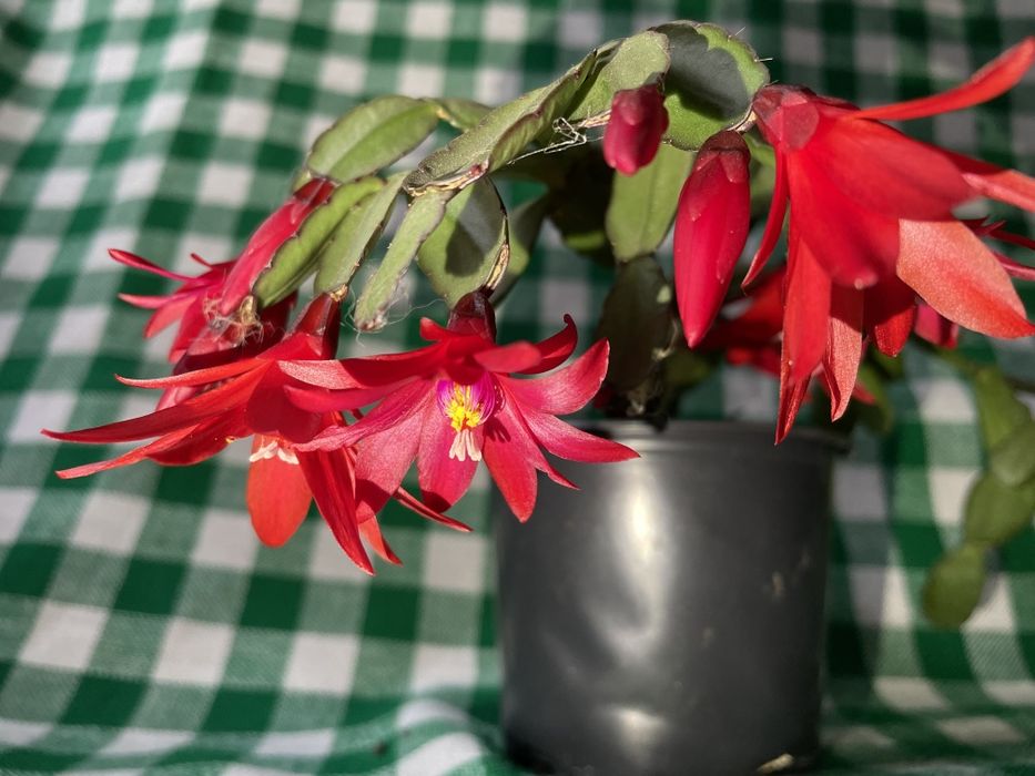 Продам рождественник (шлюмбергера)