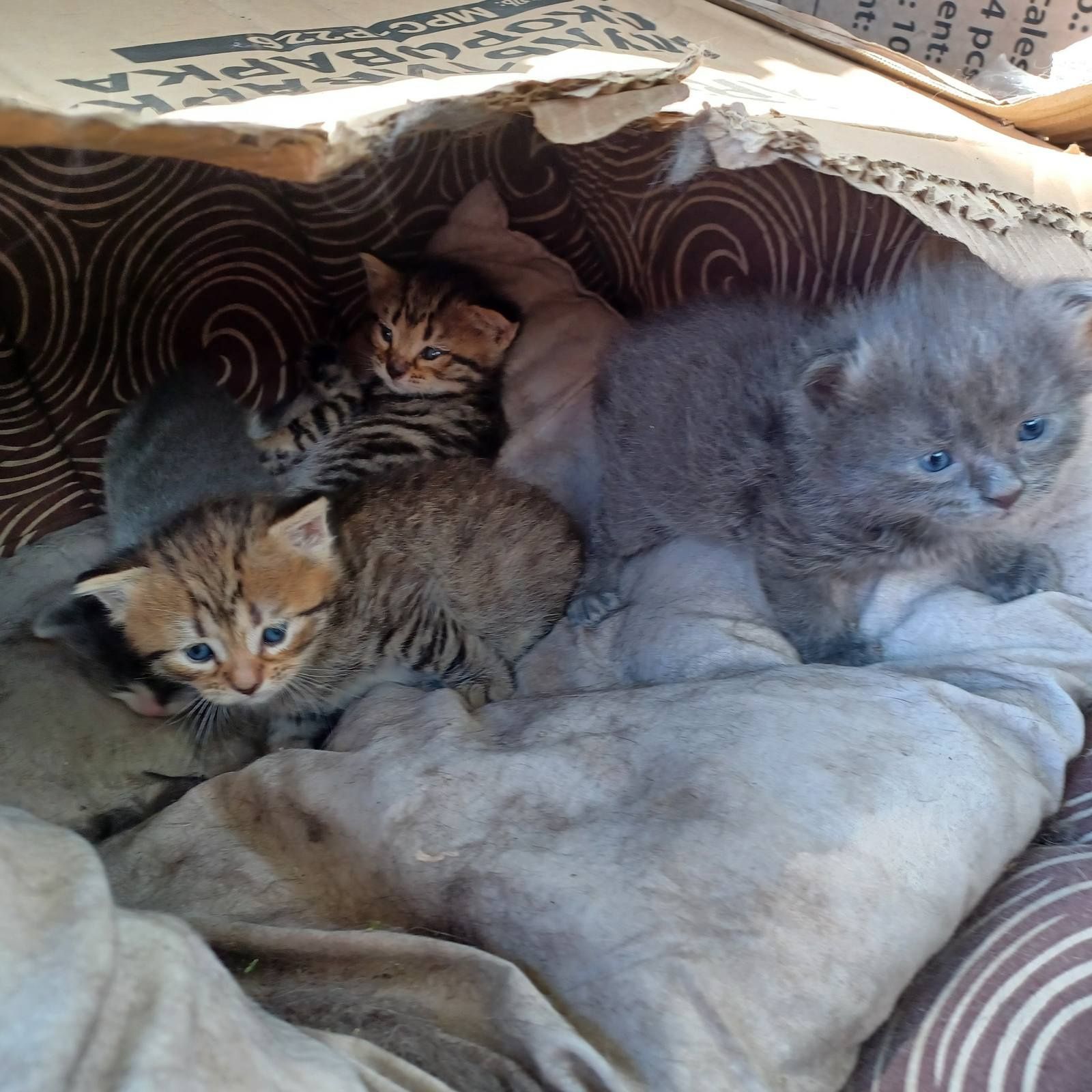 Котята  бесплатно