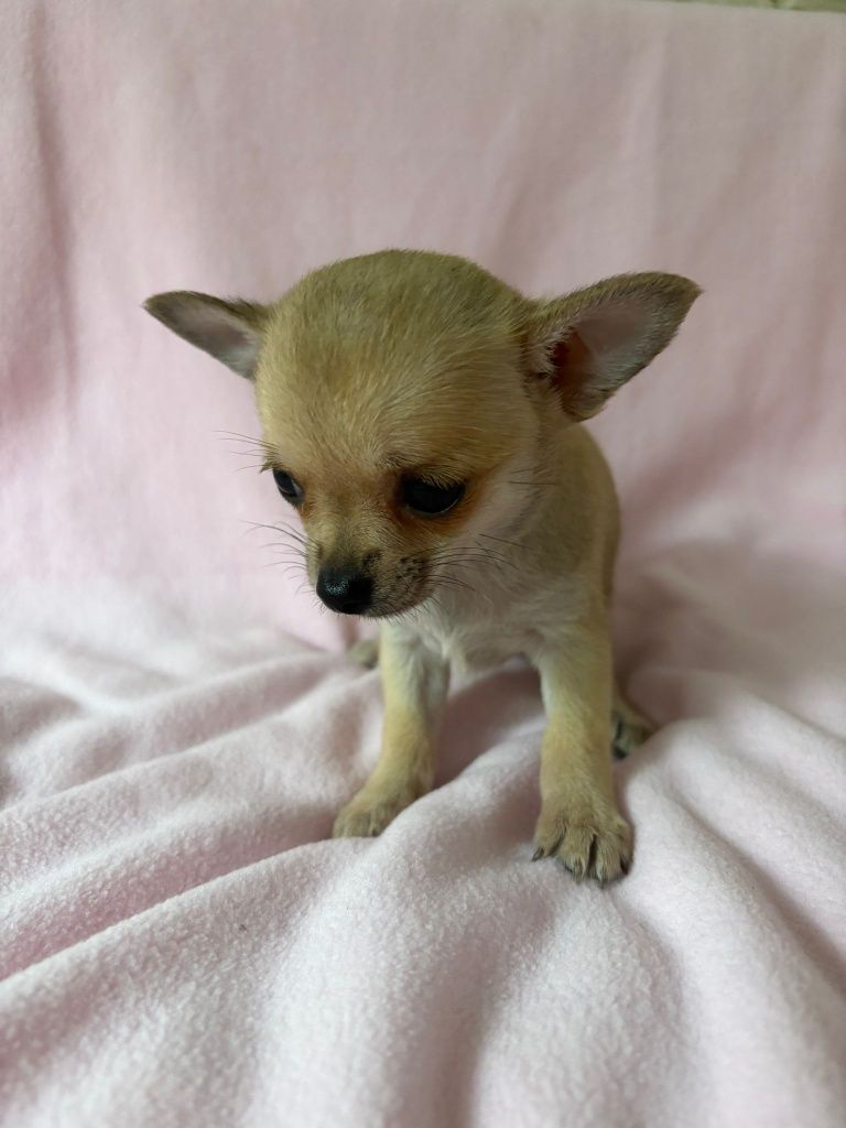 Chihuahua śliczna sunia