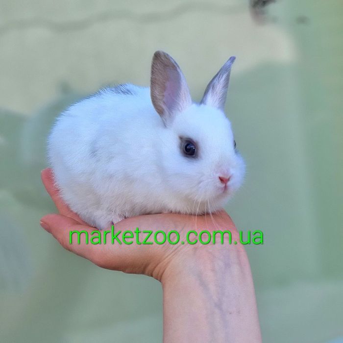 Карликовые мини кролики, карликовый кролик