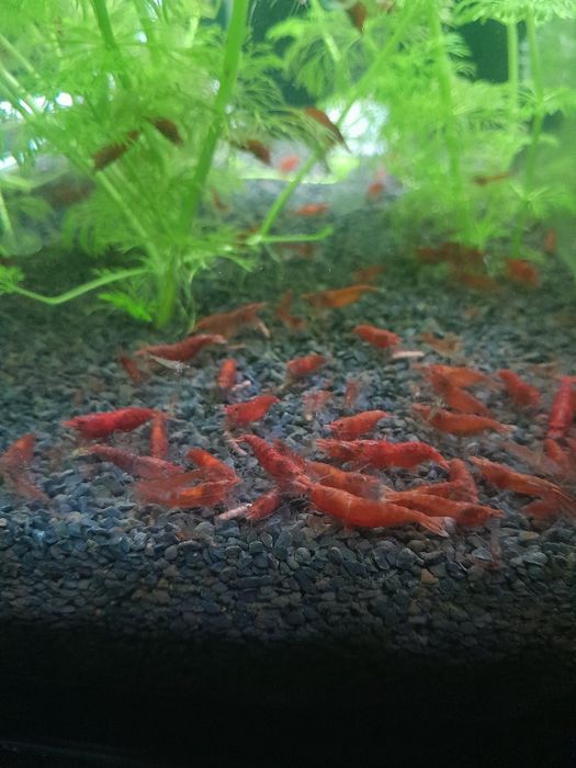 Krewetki neocardina Red Cherry
