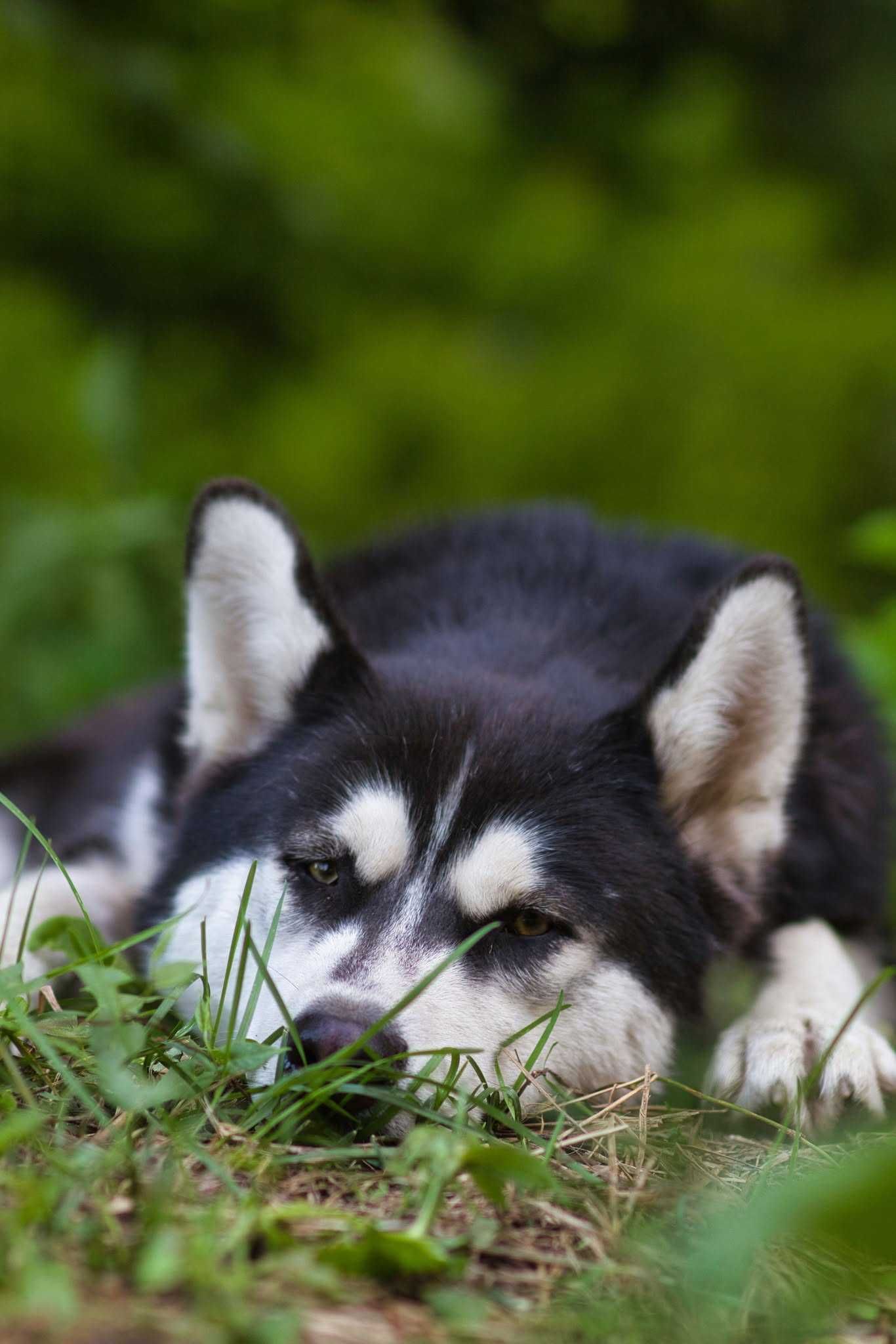 Zosia młodziutka mix husky z alaskan malamute, malamut piękna, adopcja