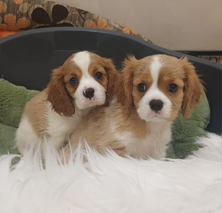 Cavalier King Charles Spaniel