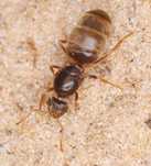 Królowa Lasius flavus
