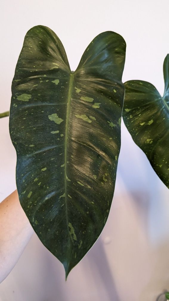 Philodendron Jose buono