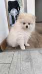 Pomeranian szpic miniaturowy suczka