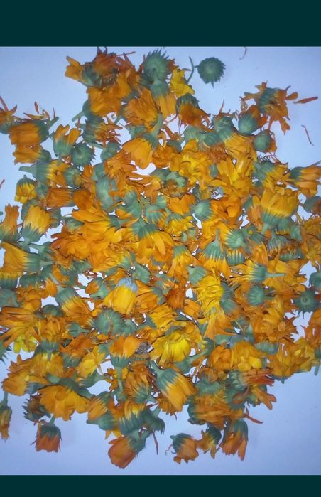 Квіти календули лікарської, сушені, нагідки