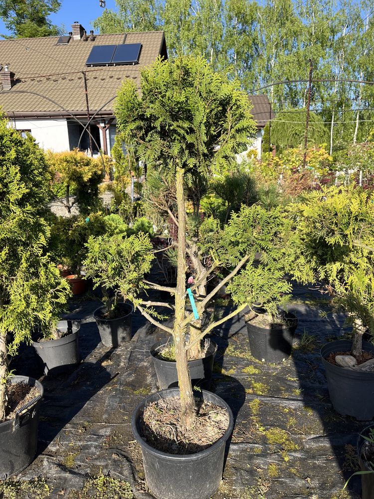 Bonsai iglaki formowane sosna tuja cyprys cyprysik na pniu szczepione