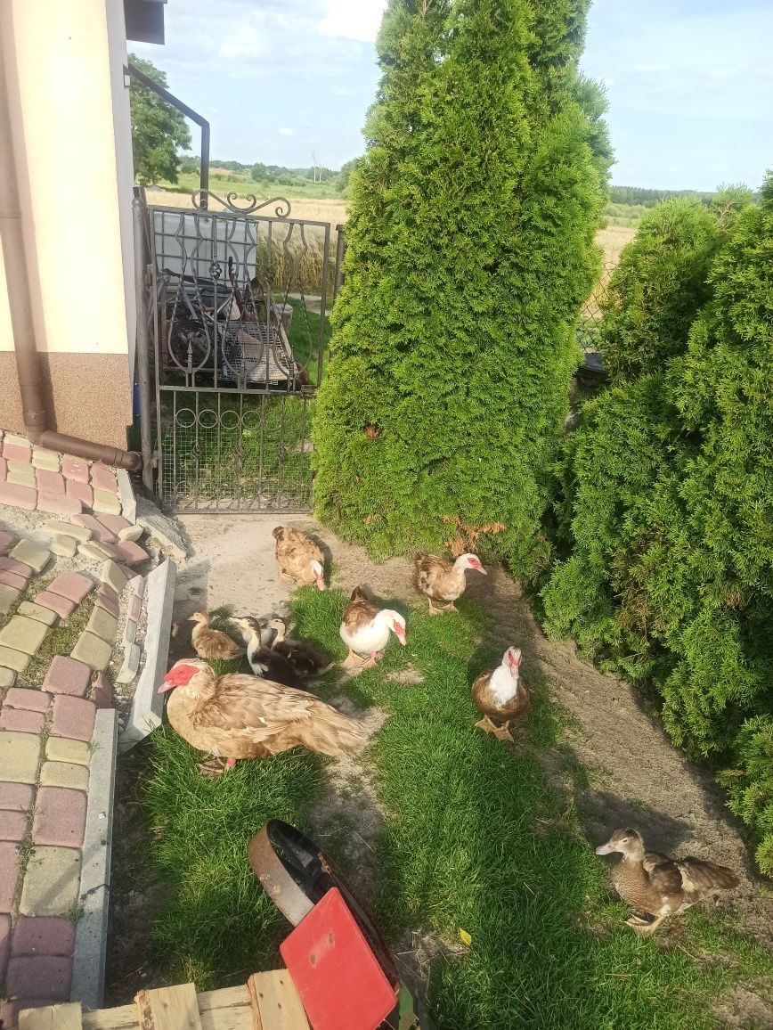 Jaja lęgowe kaczek pizmowych/francuskich czekoladowych
