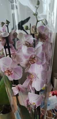 Орхидеи необыкновенной красоты