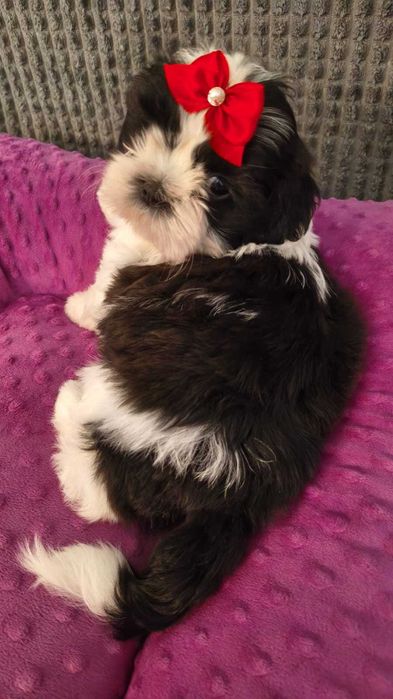 Olaf piesek Shih tzu gotowy do zmiany domku