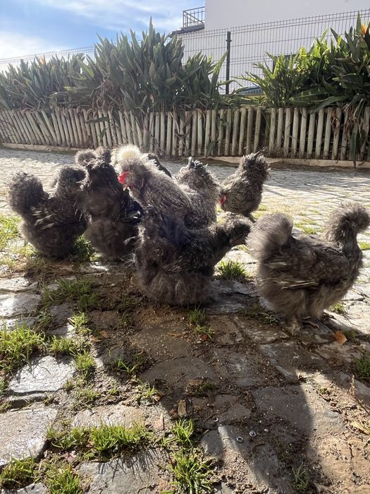 Casais de Sedosas do Japão linha USA