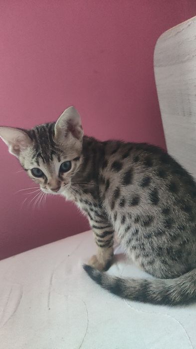 Savannah F5 piąte pokolenie po Serwalu