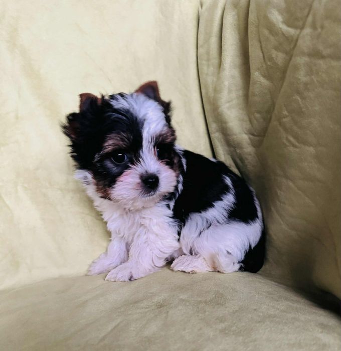 Piesek yorkshire terrier wyjątkowej urody