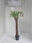 Wierzba Pleciona – Dekoracyjna Forma, Wys. 140 cm, Doniczka 5L