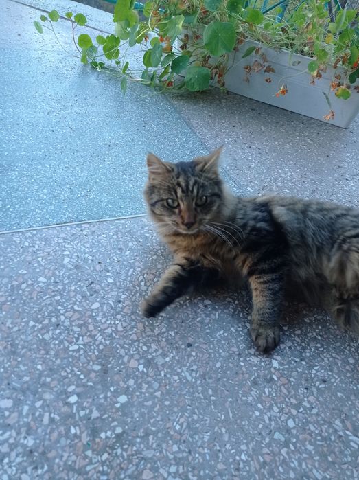 Віддам котиків у добрі руки