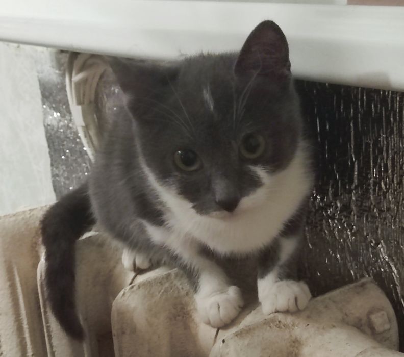 Кошеня шукає родину