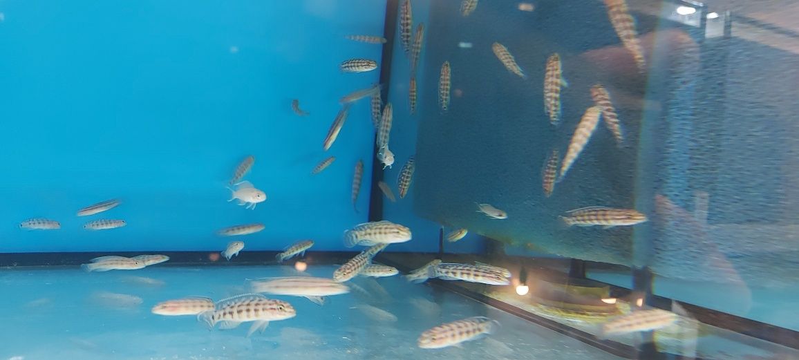 Julidochromis Marlieri Kasanga Tanganika Malawi