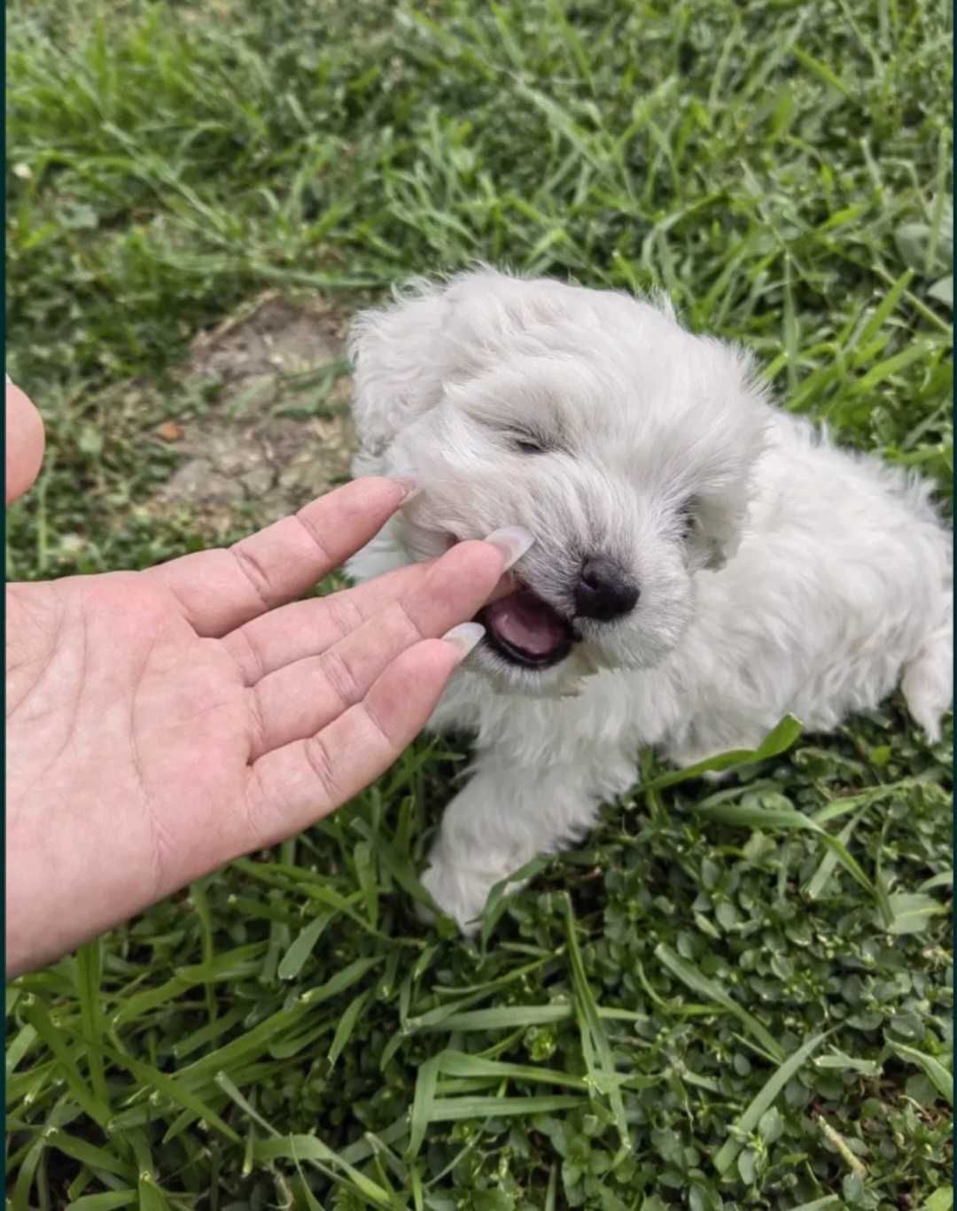 Bichon Maltês Fêmea